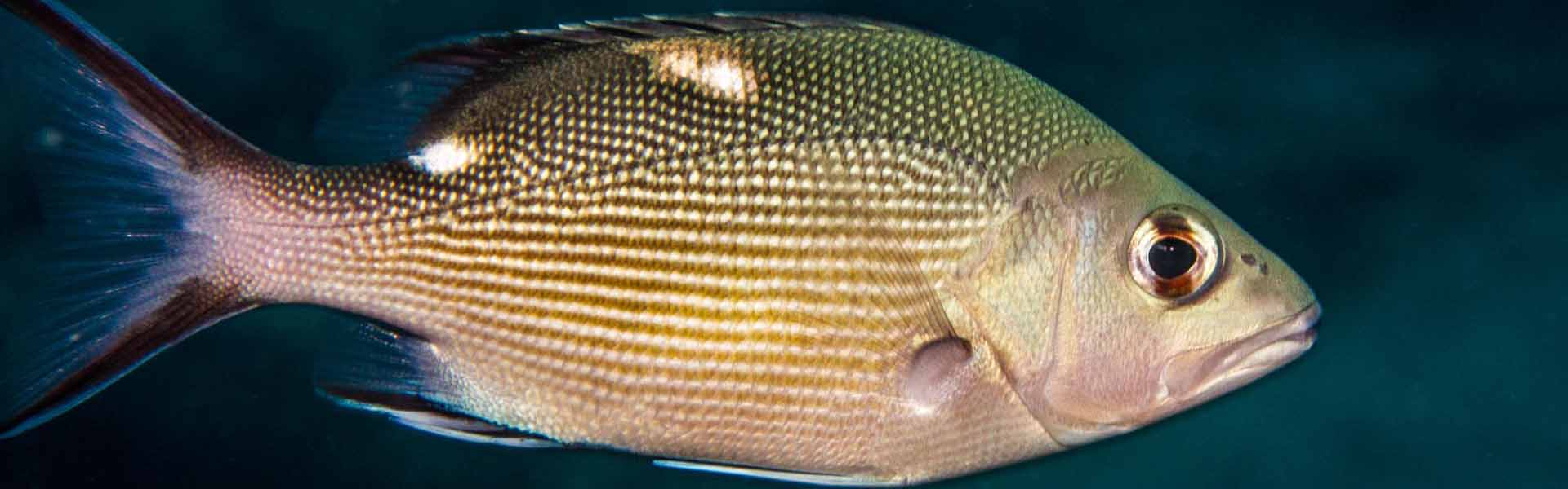 the-twinspot-snapper